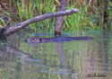 Castor canadensis